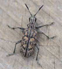 Attēlu rezultāti vaicājumam “Rhagium inquisitor”