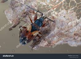 Attēlu rezultāti vaicājumam “Eremocoris plebejus”