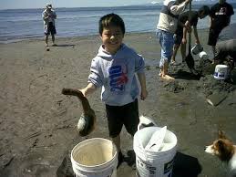 Image result for geoduck