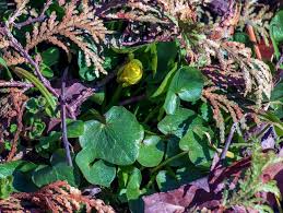 Attēlu rezultāti vaicājumam “Ficaria verna leaf”