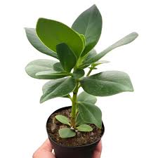 Attēlu rezultāti vaicājumam “Autographa excelsa”