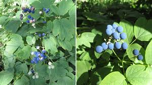 Attēlu rezultāti vaicājumam “Clavulinopsis cinerioides”