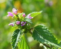 Attēlu rezultāti vaicājumam “Galeopsis tetrahit”