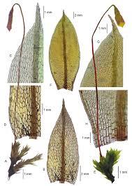 Attēlu rezultāti vaicājumam “Bryum pallescens”