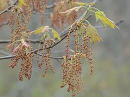 Attēlu rezultāti vaicājumam “Quercus rubra flower”