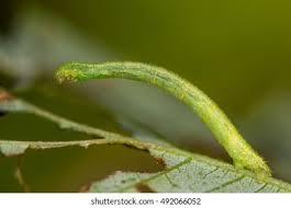 Attēlu rezultāti vaicājumam “Zygaena lonicerae larva”