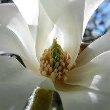 Attēlu rezultāti vaicājumam “Magnolia kobus flower”