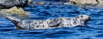 Image result for Halichoerus grypus