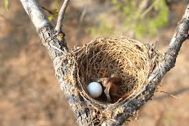 Attēlu rezultāti vaicājumam “Gallinago gallinago nest”