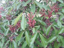 Attēlu rezultāti vaicājumam “Aesculus x hybrida fruit”