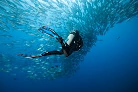 Image result for Simply Scuba