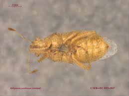 Attēlu rezultāti vaicājumam “Rhopalus maculatus imago”