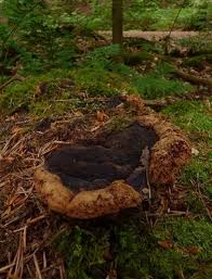 Attēlu rezultāti vaicājumam “Gloeophyllum odoratum”