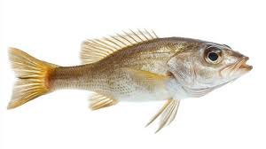 Image result for Micropogonias undulatus