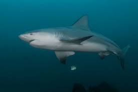 Image result for Carcharhinus leucas