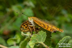 Attēlu rezultāti vaicājumam “Argynnis paphia pupa”