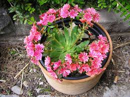 Image result for Bitterwurz