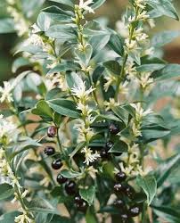 Attēlu rezultāti vaicājumam “Prunus domestica subsp. insitita”