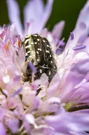 Attēlu rezultāti vaicājumam “Oxythyrea funesta imago”