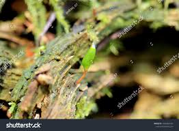 Attēlu rezultāti vaicājumam “Buxbaumia viridis”