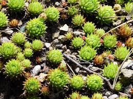 Attēlu rezultāti vaicājumam “Jovibarba globifera flower”