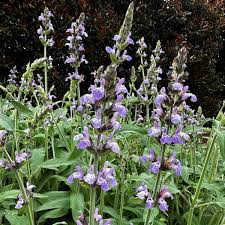 Image result for Salvia officinalis