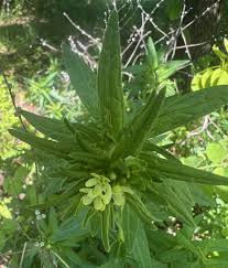 Attēlu rezultāti vaicājumam “Lithospermum officinale”