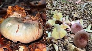 Attēlu rezultāti vaicājumam “Russula vesca”