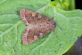 Attēlu rezultāti vaicājumam “Lacanobia contigua imago”