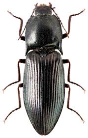 Attēlu rezultāti vaicājumam “Selatosomus aeneus”