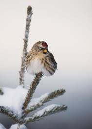 Attēlu rezultāti vaicājumam “Carduelis flammea”