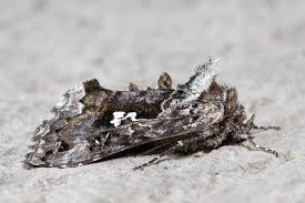 Attēlu rezultāti vaicājumam “Syngrapha interrogationis”