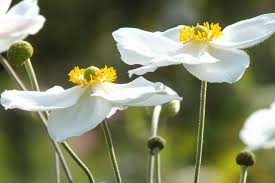 Image result for Anemonenarten