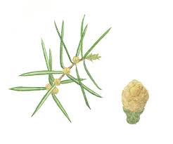 Attēlu rezultāti vaicājumam “Juniperus communis male flower”