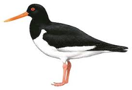 Attēlu rezultāti vaicājumam “Haematopus ostralegus adult”