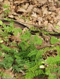 Attēlu rezultāti vaicājumam “Vicia sylvatica”