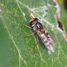 Attēlu rezultāti vaicājumam “Eupeodes nielseni”