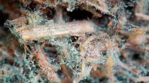 Attēlu rezultāti vaicājumam “Crustoderma dryinum”