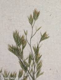 Attēlu rezultāti vaicājumam “Festuca altissima flower”