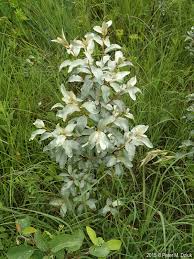 Attēlu rezultāti vaicājumam “Elaeagnus commutata”