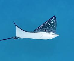 Image result for Aetobatus ocellatus