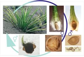 Attēlu rezultāti vaicājumam “Isoetes lacustris leaf”