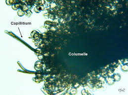 Attēlu rezultāti vaicājumam “Lamproderma nigrescens spores”