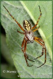 Attēlu rezultāti vaicājumam “Aculepeira ceropegia”