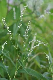 Attēlu rezultāti vaicājumam “Polygonum amphibium leaf”