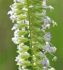 Attēlu rezultāti vaicājumam “Cynosurus cristatus flower”