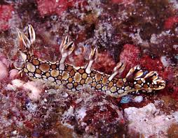 ผลการค้นหารูปภาพสำหรับ Bornella Anguilla