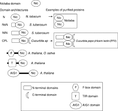 Attēlu rezultāti vaicājumam “Cinclidotus danubicus cells”
