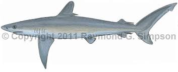 Image result for Carcharhinus falciformis