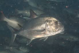 Image result for Caranx ignobilis